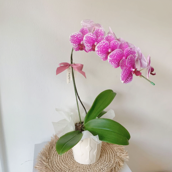1 Orchid