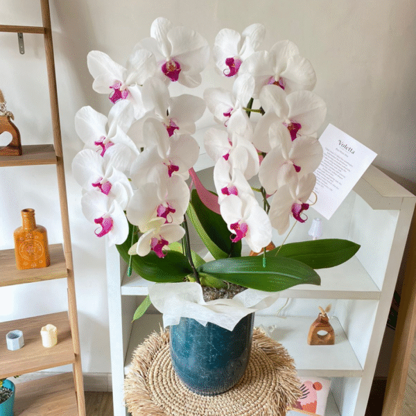2 Orchid
