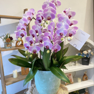 5 Orchid
