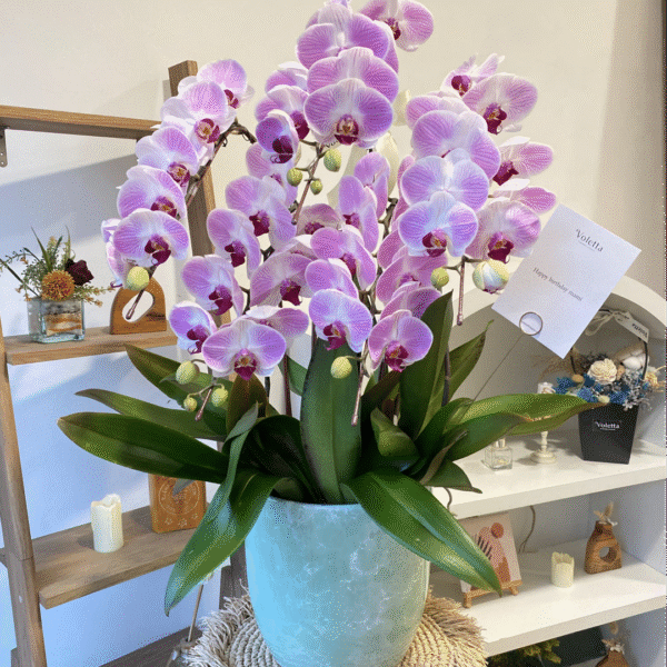 5 Orchid